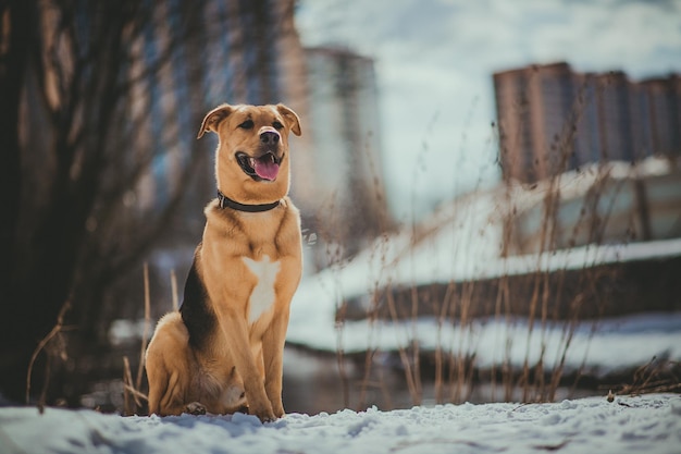 Carino cane di razza mista fuori Mongrel nella neve