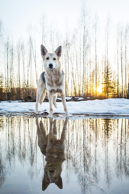 Carino cane di razza mista in inverno al tramonto