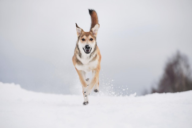 Carino cane di razza mista in inverno nevoso. Cane che corre e si diverte sulla neve