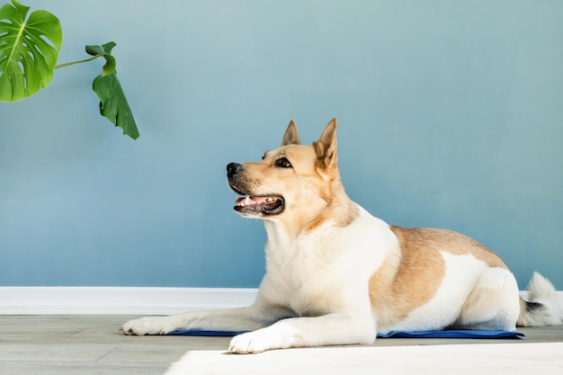 Carino cane di razza mista sdraiato su una stuoia fresca guardando in alto sullo sfondo blu della parete