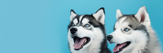 Carino cane pedigree animale adorabile cucciolo divertente di razza canina sfondo bellissimo siberiano felice husky mammifero domestico ritratto pelliccia bianca razza animale domestico