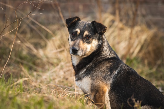 Carino cane randagio ritratto solitario e affamato animali senzatetto foto di concetto