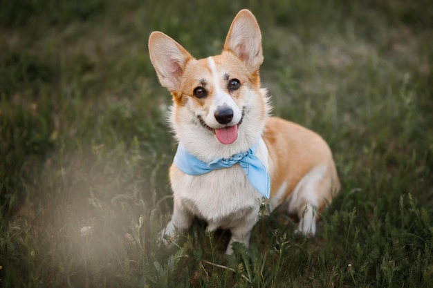 Carino cane seduto sull'erba verde in una giornata di sole Welsh corgi pembroke primavera estate ritratto