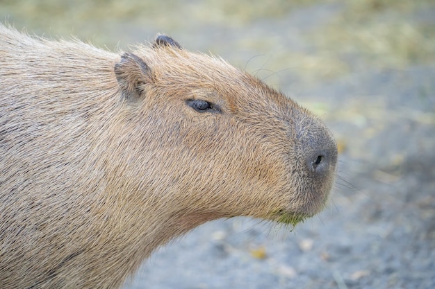 Carino Capybara (topo più grande) mangiare e riposo assonnato nello zoo, Tainan, Taiwan, close up shot