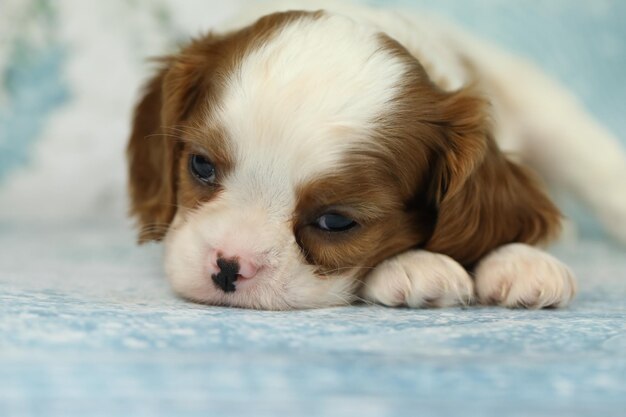 Carino cavaliere King Charles spaniel cucciolo su sfondo blu