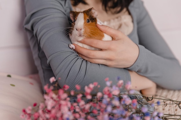 Carino cavia nel concetto di bambino e animale delle braccia della ragazza