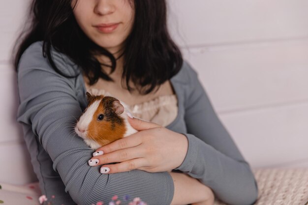 Carino cavia nel concetto di bambino e animale delle braccia della ragazza