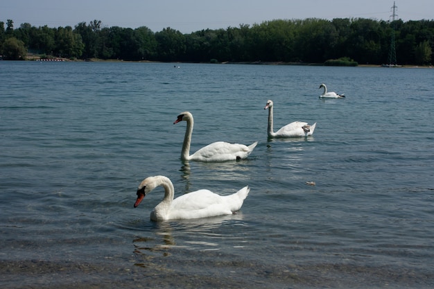 Carino cigno sul fiume