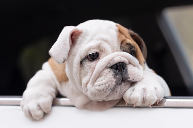 Carino cucciolo di bulldog inglese in macchina Ritratto Animali domestici