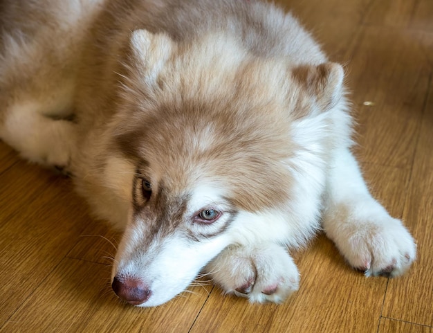 Carino cucciolo di cane husky giaceva sul pavimento