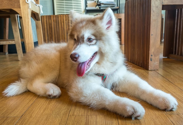 Carino cucciolo di cane husky giaceva sul pavimento