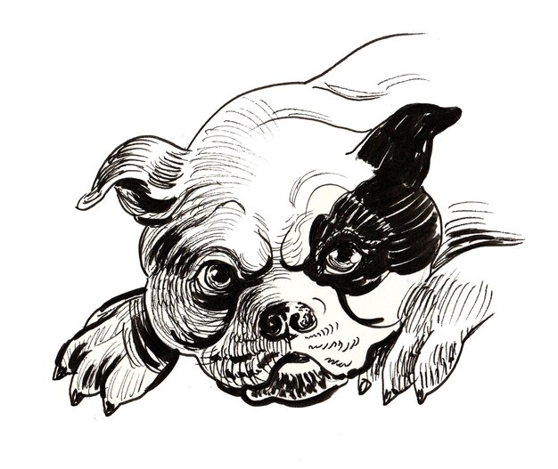 Carino cucciolo di cane toro. Disegno a inchiostro in bianco e nero