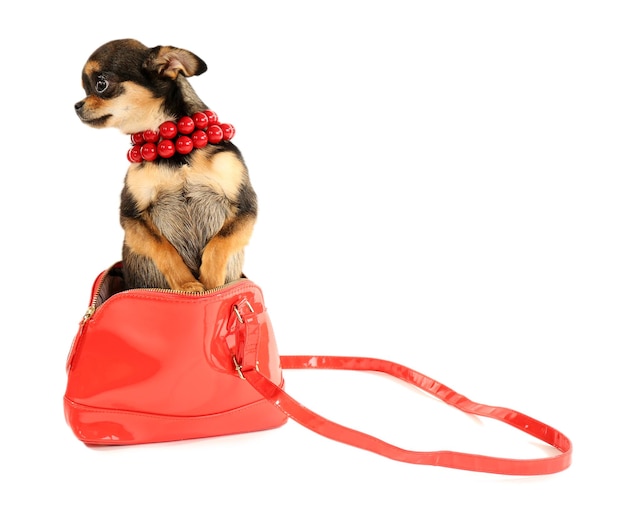 Carino cucciolo di chihuahua in perline rosse e in borsa femmina isolato su bianco