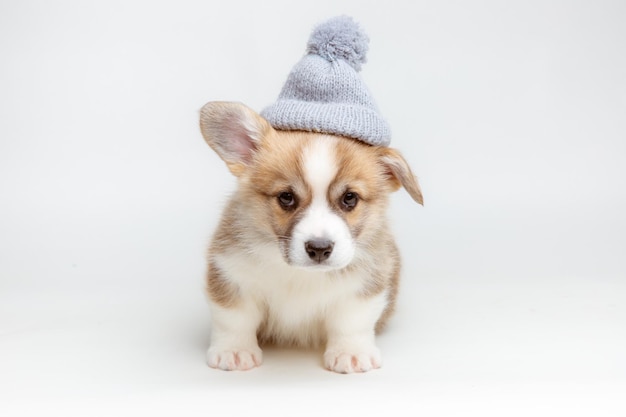 Carino cucciolo di corgi gallese in un cappello lavorato a maglia si siede su uno sfondo bianco