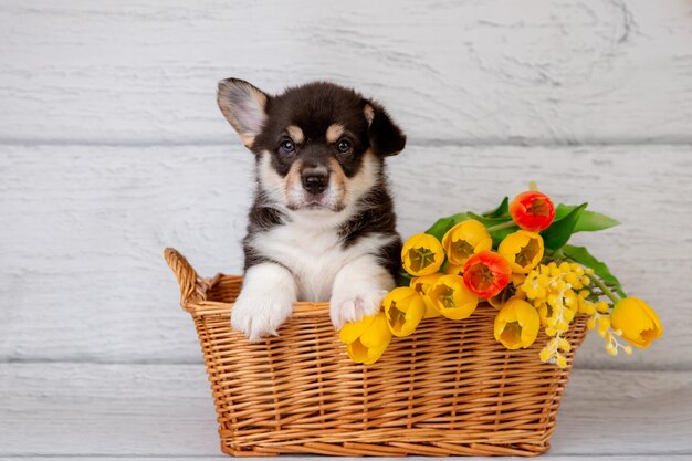 carino cucciolo di corgi gallese in un cesto con fiori primaverili tulipani gialli su uno sfondo di legno chiaro