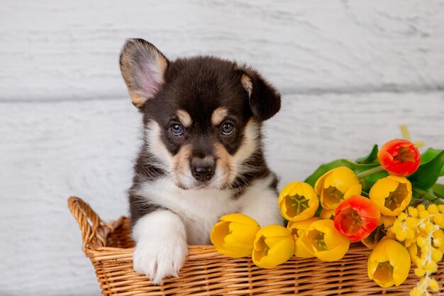 carino cucciolo di corgi gallese in un cesto con fiori primaverili tulipani gialli su uno sfondo di legno chiaro