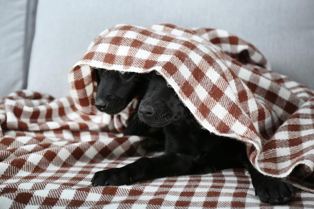 Carino cucciolo di Labrador in plaid sul divano