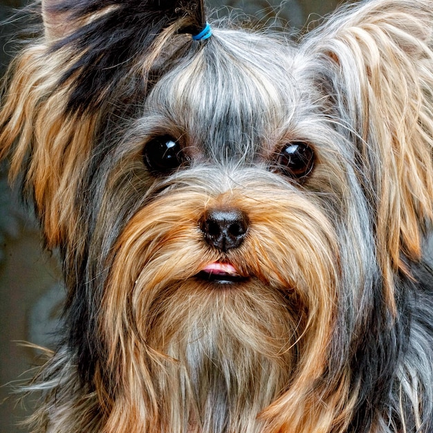 Carino cucciolo di Yorkshire Terrier