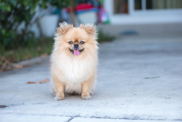 Carino cucciolo Pomerania razza mista cane pechinese con felicità