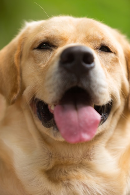 Carino di Labrador Retriever