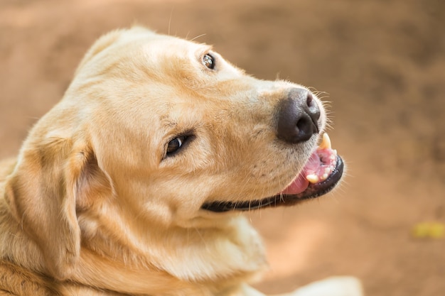 Carino di Labrador Retriever