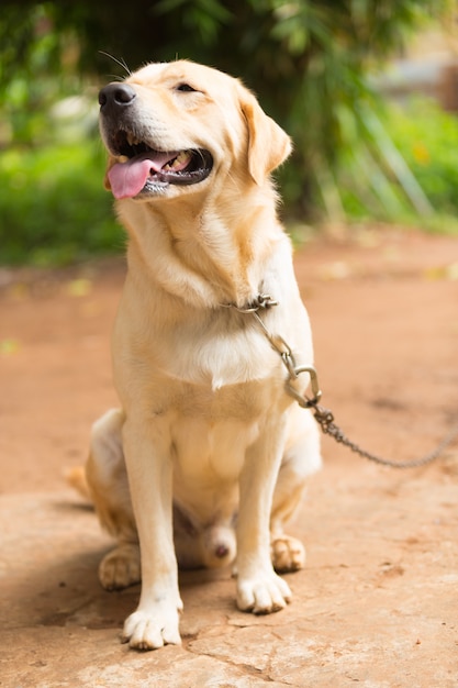 Carino di Labrador Retriever