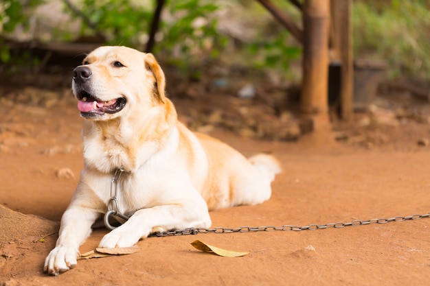 Carino di Labrador Retriever