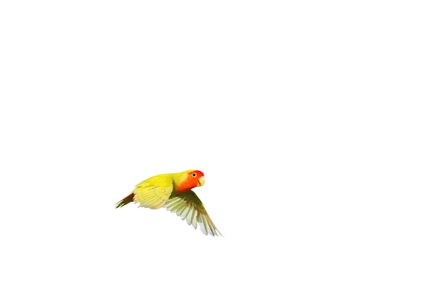 Carino di Lovebird volare isolato su sfondo bianco