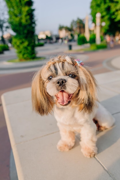 Carino divertente shih tzu cane di razza all'aperto. Toelettatura del cane. Cane divertente in città