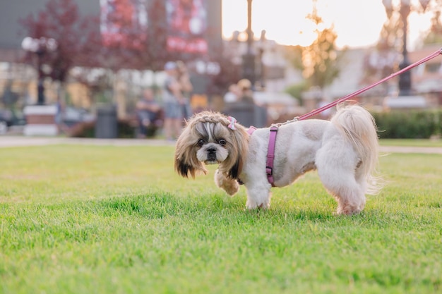 Carino divertente shih tzu cane di razza all'aperto. Toelettatura del cane. Cane divertente in città