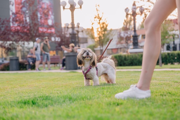 Carino divertente shih tzu cane di razza all'aperto. Toelettatura del cane. Cane divertente in città