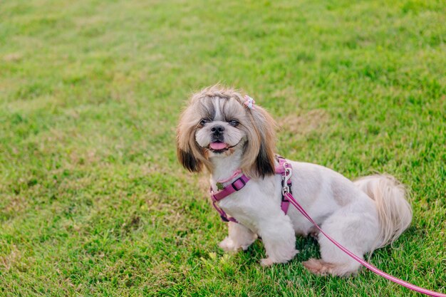 Carino divertente shih tzu cane di razza all'aperto. Toelettatura del cane. Cane divertente in città