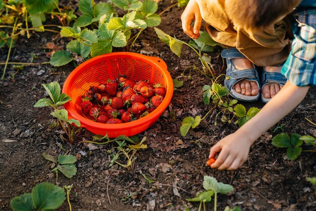 Carino e felice fratellino e sorella in età prescolare raccolgono e mangiano fragole mature in giardino in una soleggiata giornata estiva. Infanzia felice. Coltivazione sana ed ecologica.