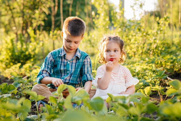 Carino e felice fratellino e sorella in età prescolare raccolgono e mangiano fragole mature in giardino in una soleggiata giornata estiva. Infanzia felice. Coltivazione sana ed ecologica.