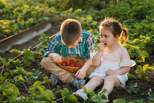 Carino e felice fratellino e sorella in età prescolare raccolgono e mangiano fragole mature in giardino in una soleggiata giornata estiva. Infanzia felice. Coltivazione sana ed ecologica.