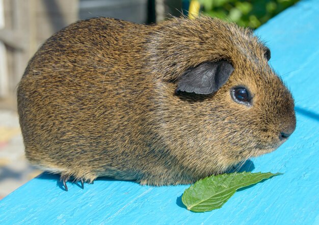 Carino e peloso cavia in attesa di una nuova porzione di cibo sulla panchina blu sotto la luce del sole. o