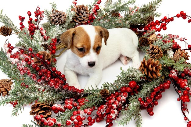 Carino e piccolo cagnolino in posa allegro isolato su sfondo grigio