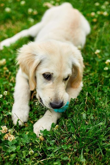 Carino felice cucciolo di golden retriever all'aperto sull'erba