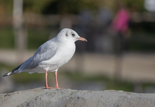 Carino gabbiano in piedi sulla roccia con sfondo sfocato