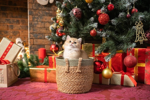 Carino gattino British shorthair seduto in un cesto sotto l'albero di Natale