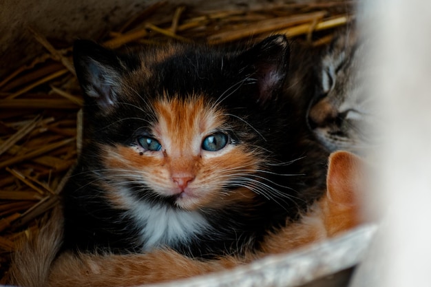 Carino gattino calicò con occhi azzurri guardando la fotocamera cucciolata di tre gattini nella paglia in una fattoria