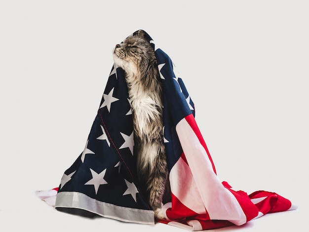Carino gattino e bandiera americana.