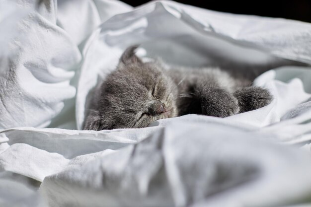 Carino gattino grigio britannico che dorme sul letto a casa gatto divertente sonno