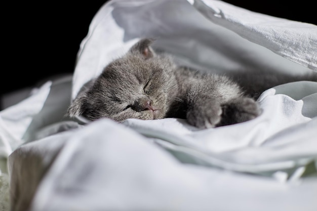 Carino gattino grigio britannico che dorme sul letto a casa sonno divertente del gatto