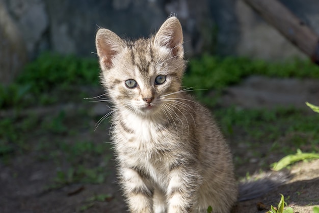 Carino gattino grigio