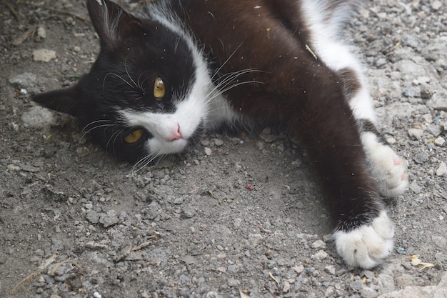 Carino gattino nero che dorme sulla strada