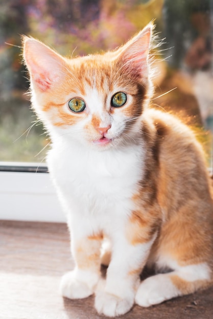 Carino gattino rosso con uno sguardo sorpreso sul davanzale della finestra Animali domestici a casa