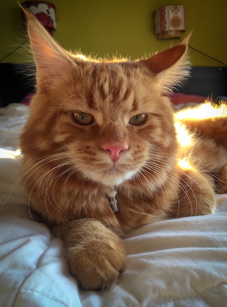 Carino gattino rosso Maine Coon