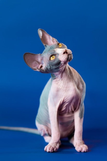 Carino gattino sphynx canadese seduto su sfondo blu guardando in alto con gli occhi gialli e fiducioso li