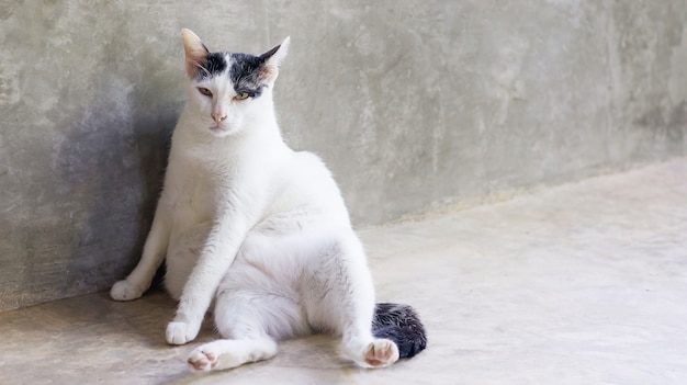 Carino gatto bianco e nero